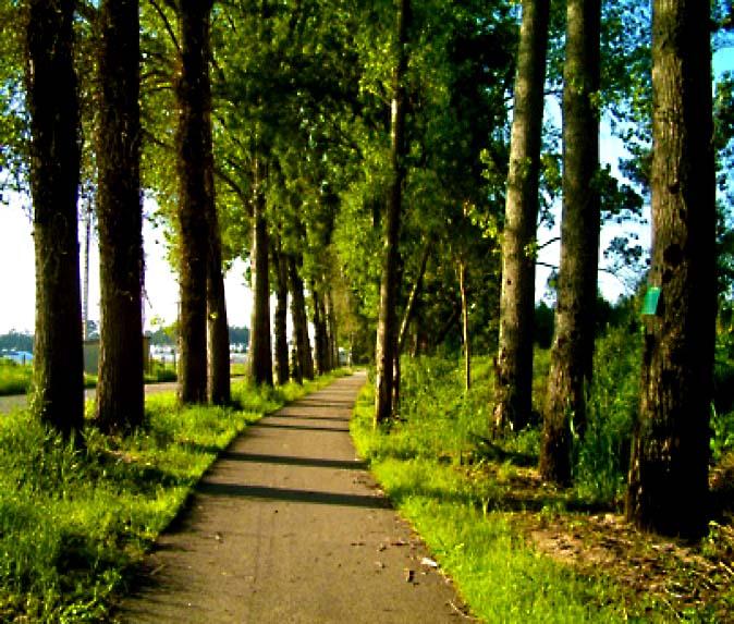 Pista Ciclo pedonal Mira