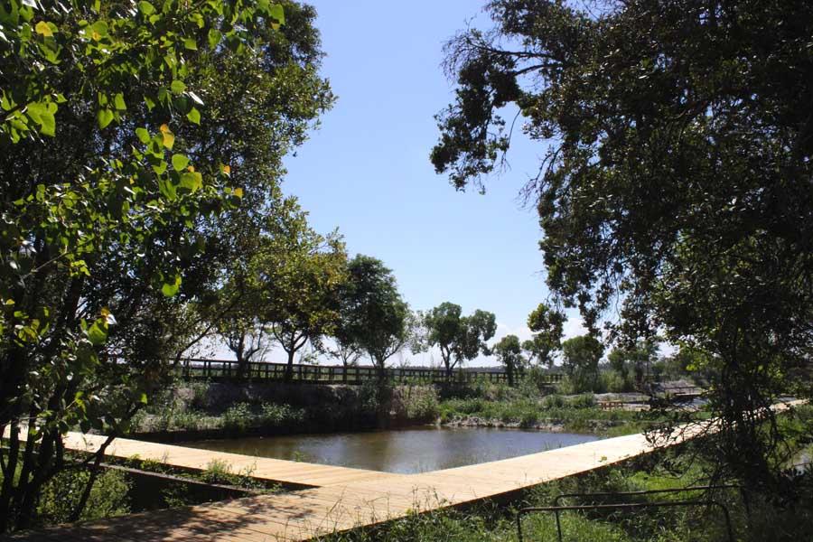 Desassoreamento dos viveiros de Mira